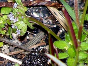 Piccola pianta con fiori piccolissimi - Valerianella sp.